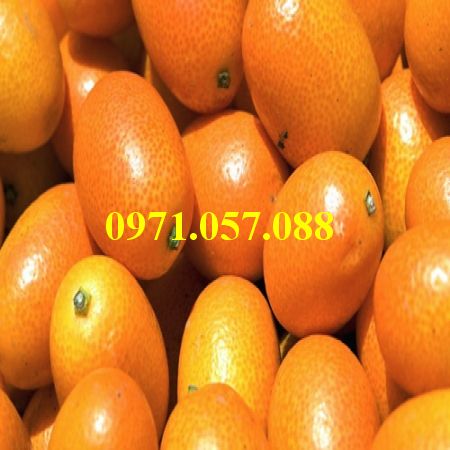 Cây giống quất ngọt